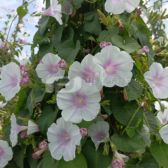 牽牛花